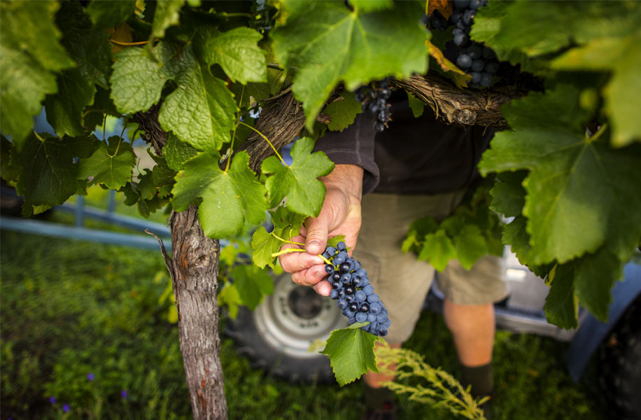 Photograph of Canberra Winery