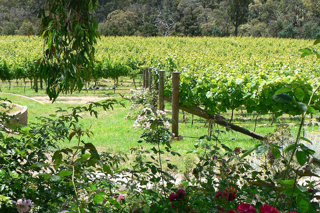 Photograph of Entoria Wines in Canberra Wine District