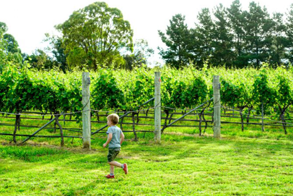 Kid playing in vineyards at Four Winds Vineyard Cllar Door, Yass Vallery